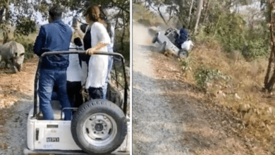 VÍDEO - Rinoceronte persegue turistas durante safári