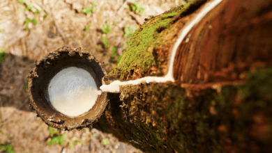 Vagas abertas para curso de sangria de seringueira