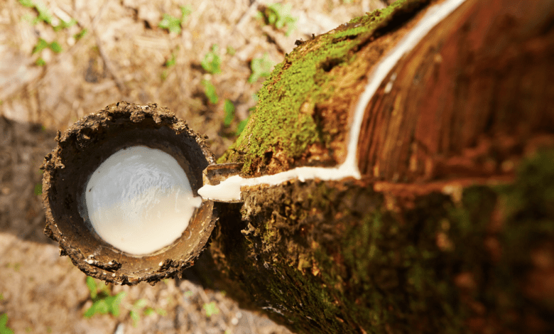 Vagas abertas para curso de sangria de seringueira