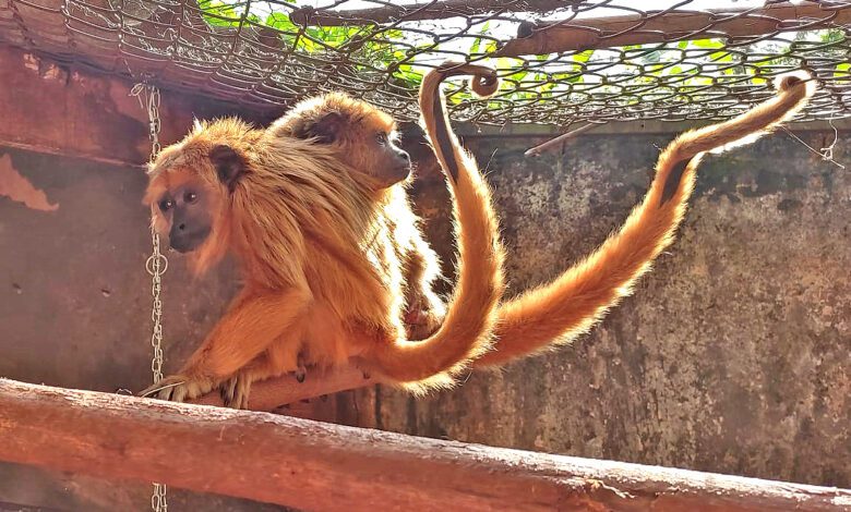 Bugios resgatadas e tratadas pelo Zoo de Guaíra vão para santuário em Assis