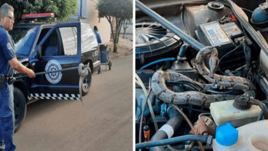 Jiboia é encontrada dentro de motor de carro no interior de SP