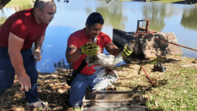 Bombeiros resgatam ave ferida por linha de pesca