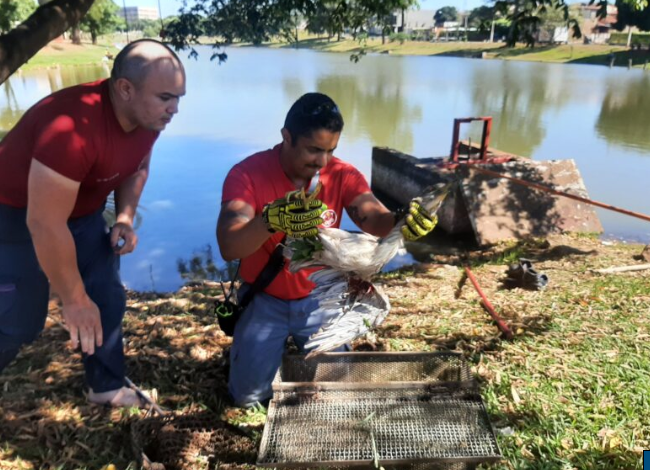 Bombeiros resgatam ave ferida por linha de pesca