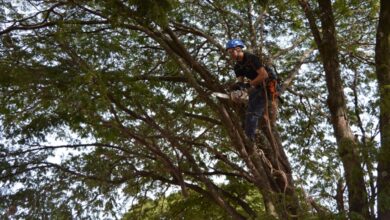 Meio Ambiente abre inscrições para curso de podador de árvore em Olímpia