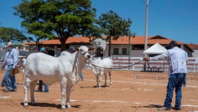 O 1º Expotech Agropec Barretos é um congresso que abordará temas relacionados ao agronegócio, pecuária e tecnologia.