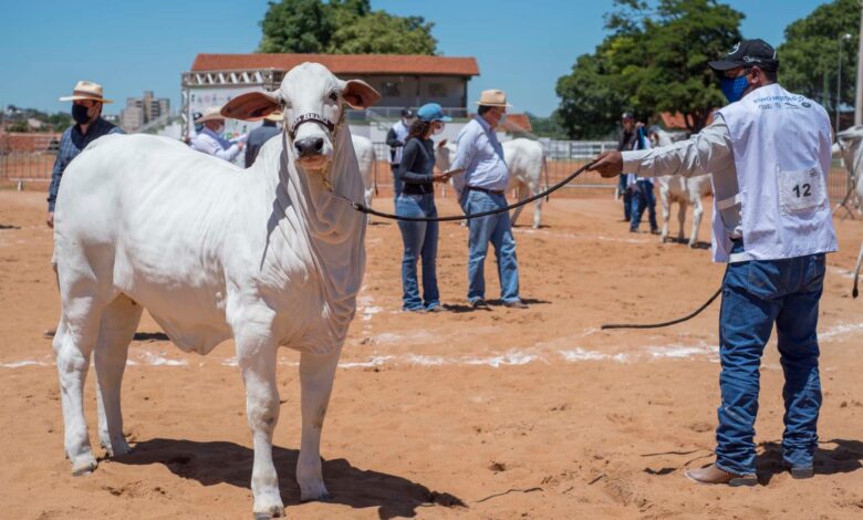 53ª Expo Agropecuária Barretos segue até domingo