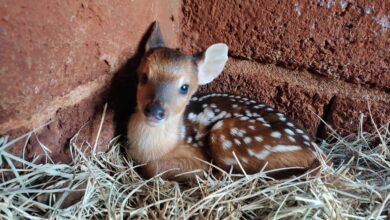 Zoológico ganha novo morador: um filhote de veado catingueiro