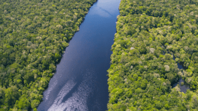 Reino Unido anuncia investimento no Fundo Amazônia