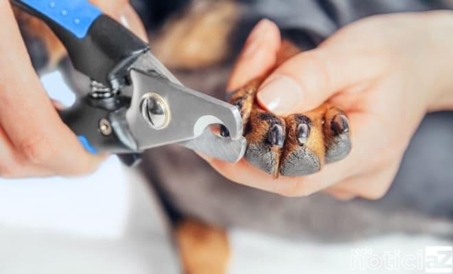 Saiba como cortar as unhas dos cães sem complicações