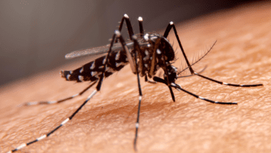 Novo levantamento revela aumento nos casos de dengue