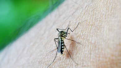 Guapiaçu confirma duas mortes por dengue