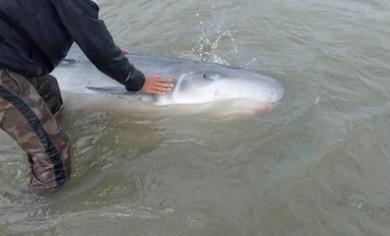 VÍDEO - Golfinho de espécie de cachalote-pigmeu é encontrado sangrando em Santos