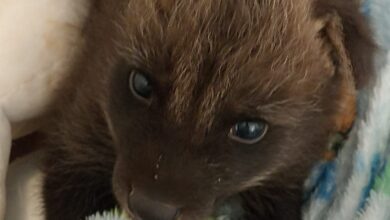 Lobo-Guará órfão e ferido é acolhido pelo Zoológico de Guaíra