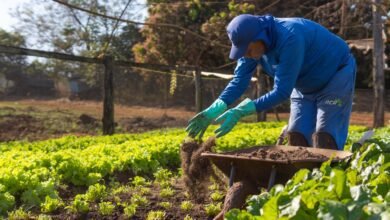 Horta Municipal retoma produção de verduras e legumes