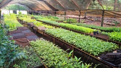 Horto Municipal de Guaíra Distribui Mudas de Árvores