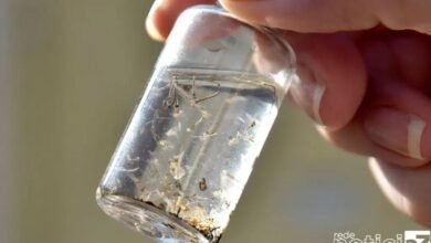 Jundiaí registra aumento nos casos de Dengue