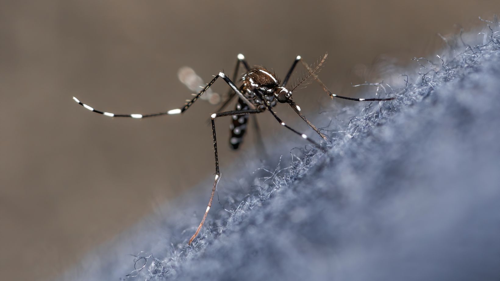 Mais De Mil Casos De Chikungunya E Dengue Registrados Em Barretos Barretos E Regi O