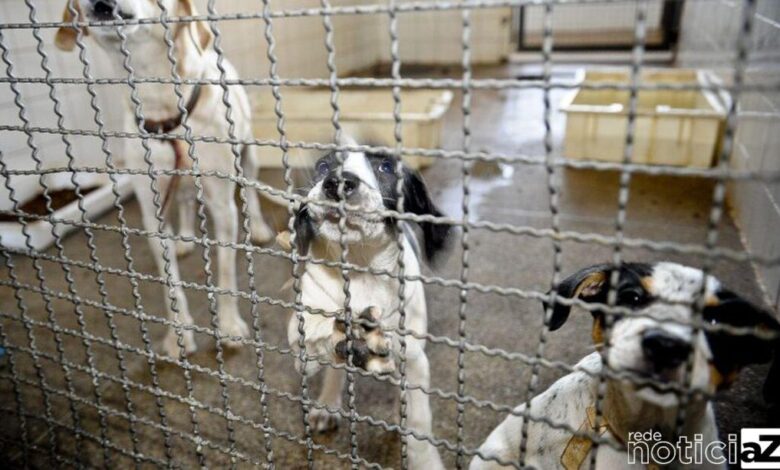 Adoção e abandono de pets aumentam durante a pandemia