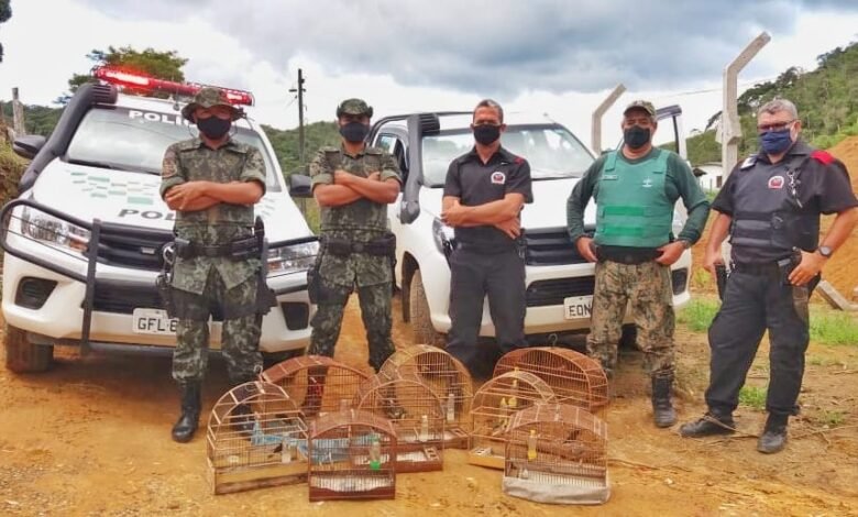 Polícia Ambiental multa criador em 30 mil reais por manter pássaros em cativeiro