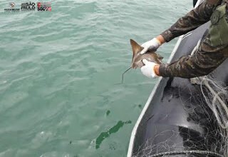 Peixes e raias são resgatados pela Polícia Ambiental