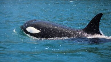 Orcas são vistas em Ilhabela