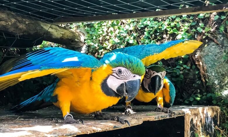 Araras são resgatadas de cativeiro e dono recebe multa