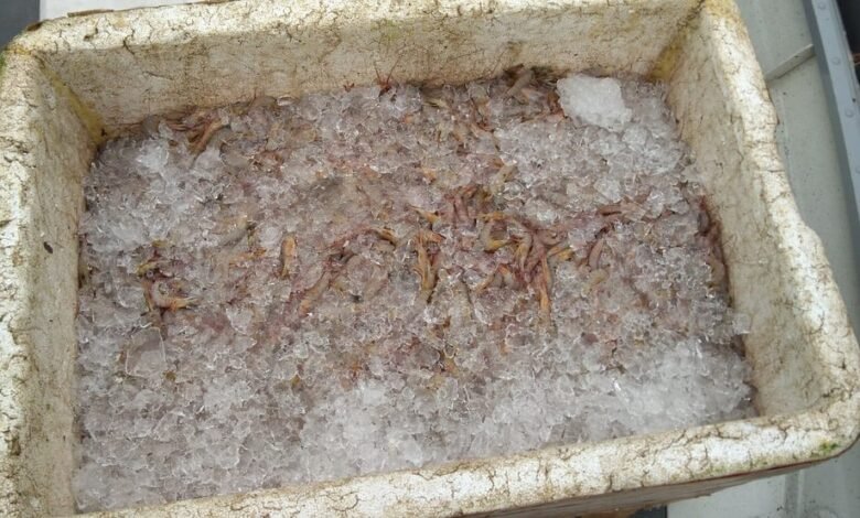 Camarão é apreendido e pescador é multado em Ubatuba