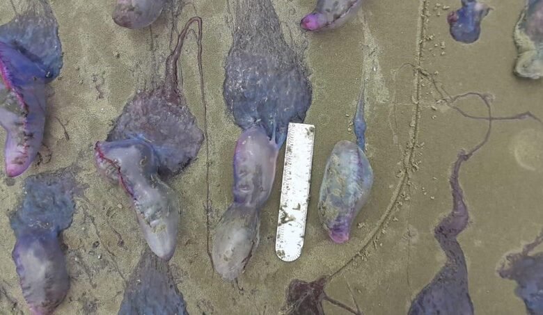 Caravelas-portuguesas aparecem na faixa de areia