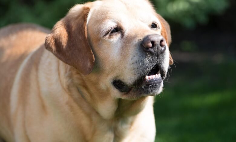 Como cuidar dos pets na fase de envelhecimento