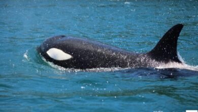 Orcas são vistas em Ilhabela