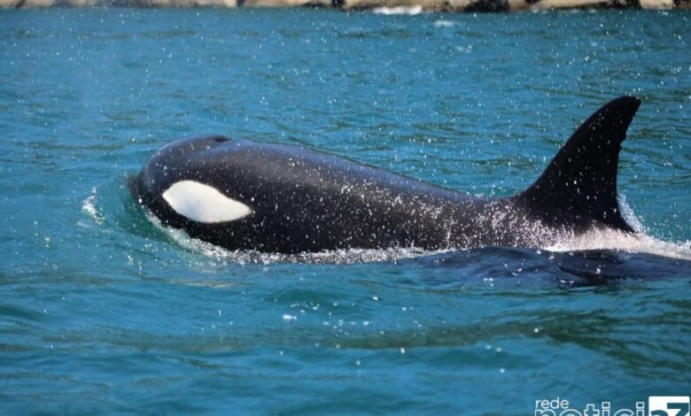 Orcas são vistas em Ilhabela