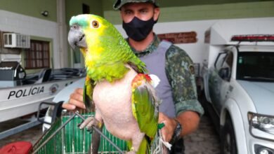Maus tratos a aves silvestres rende multa de 12 mil reais