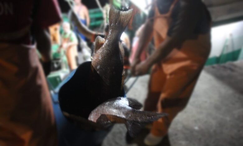 Ambiental apreende 4 ton de peixes; parte de pesca proibida