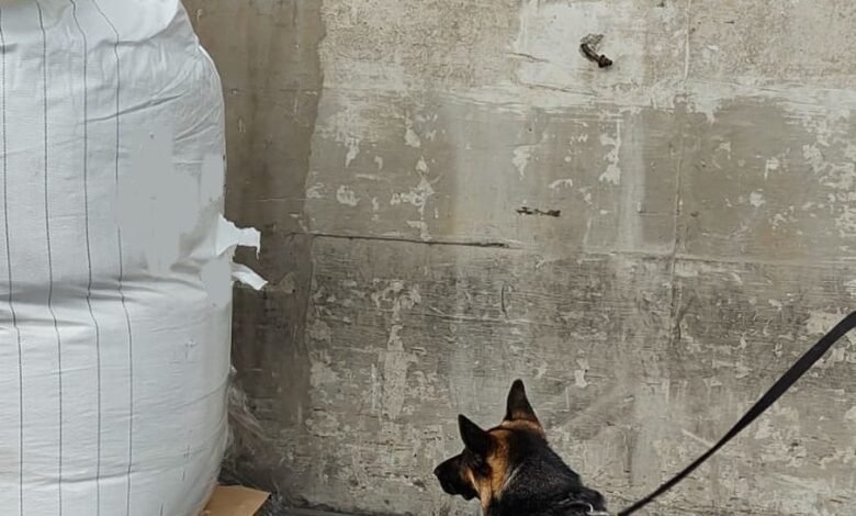 Mais de 850 Kg de droga foi apreendida no Porto