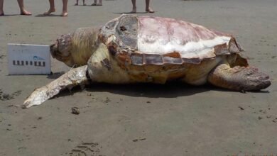 Animais marinhos aparecem em praias da Baixada