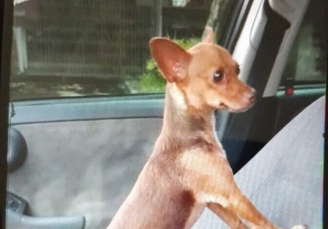 Homem comete maus tratos a um cão e é autuado