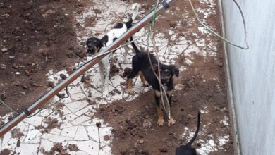 Cães maltratados são salvos pela Polícia Ambiental