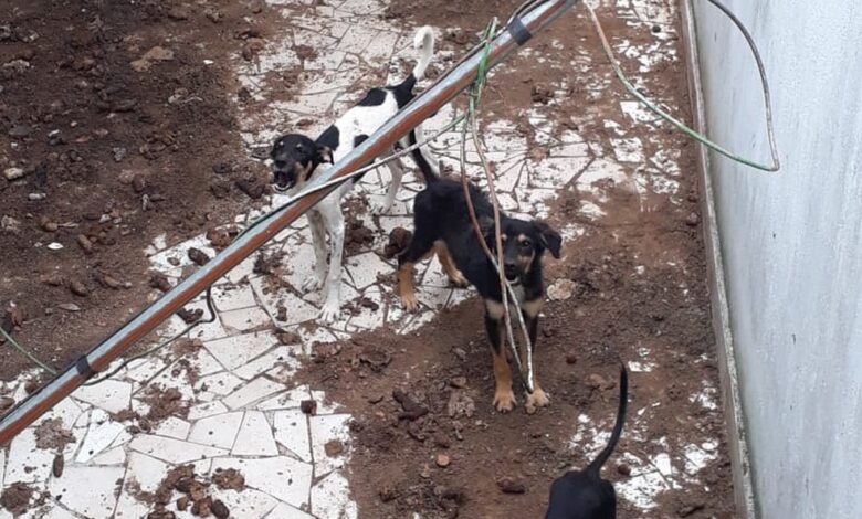 Cães maltratados são salvos pela Polícia Ambiental