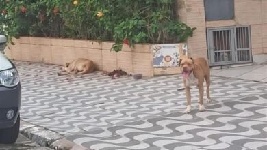 Cães tocam o terror em Praia Grande