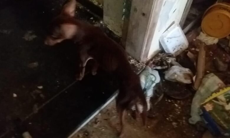 Mais de 16 cães mantidos em situação de maus tratos são regatados em Peruíbe