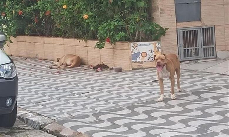 Cães tocam o terror em Praia Grande