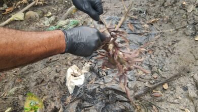 Venda irregular de caranguejo é flagrada