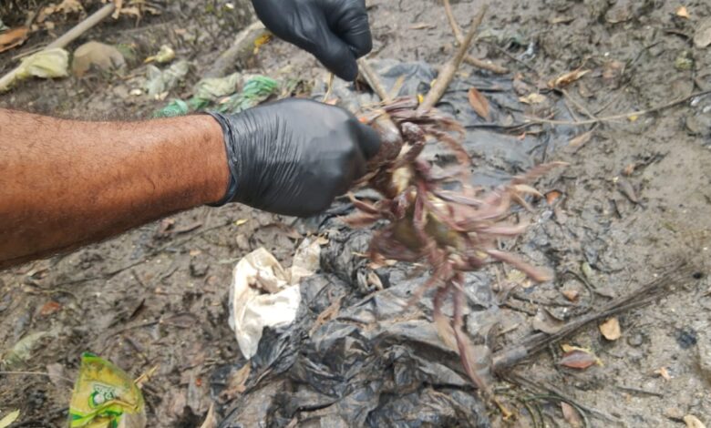 Venda irregular de caranguejo é flagrada