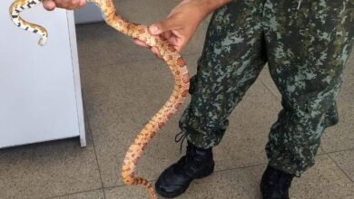 Cobra exótica é apreendida e dono recebe multa