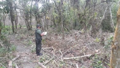 Polícia Militar Ambiental Flagra desmatamento em área de preservação em Itanhaém