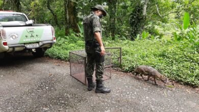 Cachorro do mato é solto no caminho dos Pilões em Cubatão