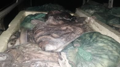 Pesca irregular rende multa superior a R$ 300 mil