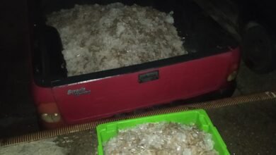 Ambiental apreende 380 kg de camarão e aplica multa de R$ 55 mil