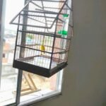 Homem leva multa de R$ 2.700 por manter aves em cativeiro