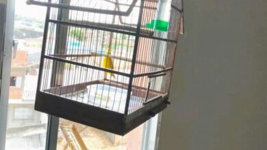 Homem leva multa de R$ 2.700 por manter aves em cativeiro